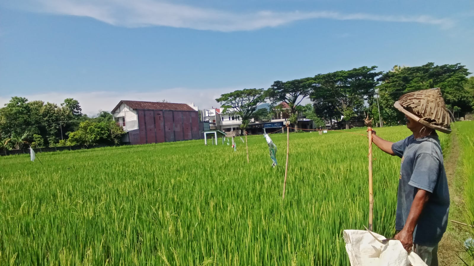 Burung di Trenggalek Nyerang Padi, Petani Sibuk Mengusir