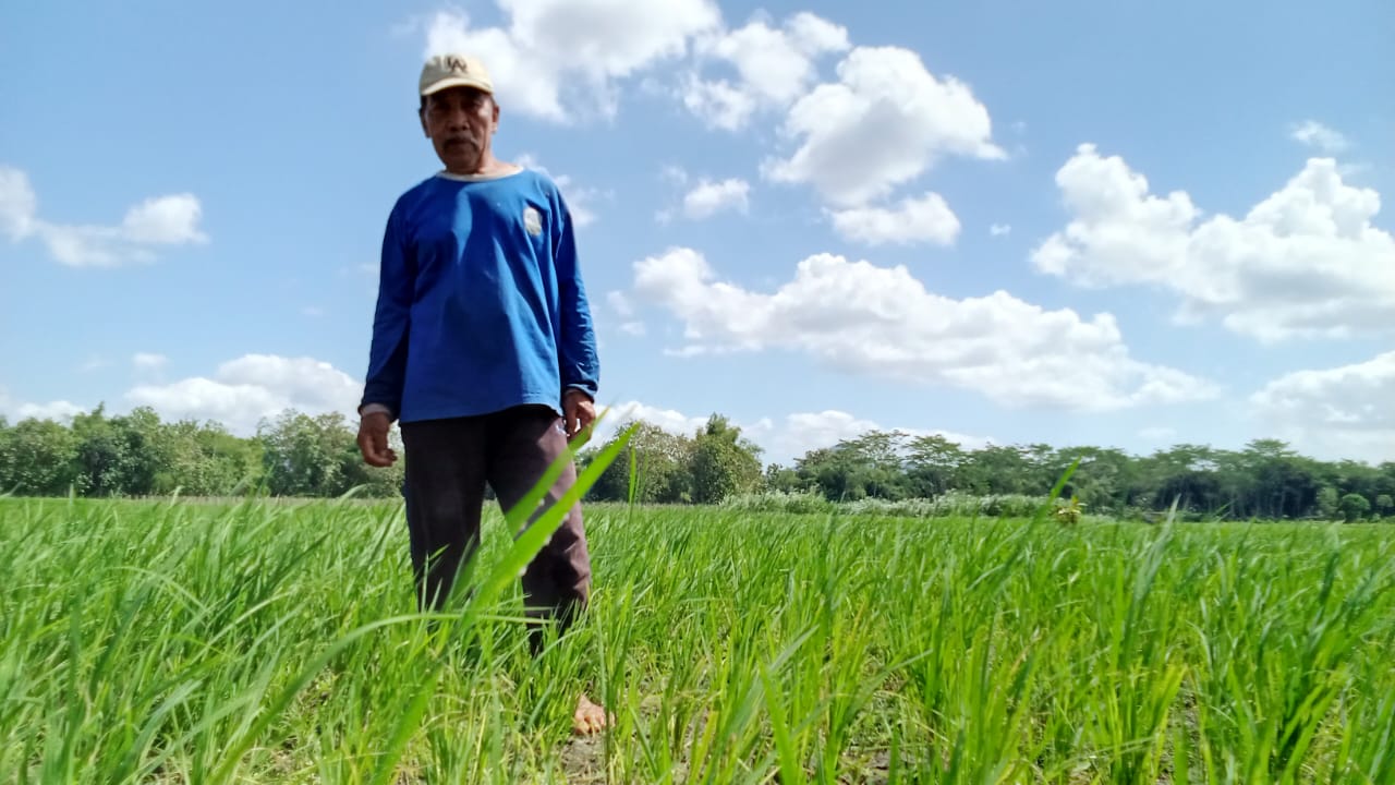 Petani Bendorejo Krisis Air Irigasi, Saluran Rusak Tak Pernah Sampai ke Sawah