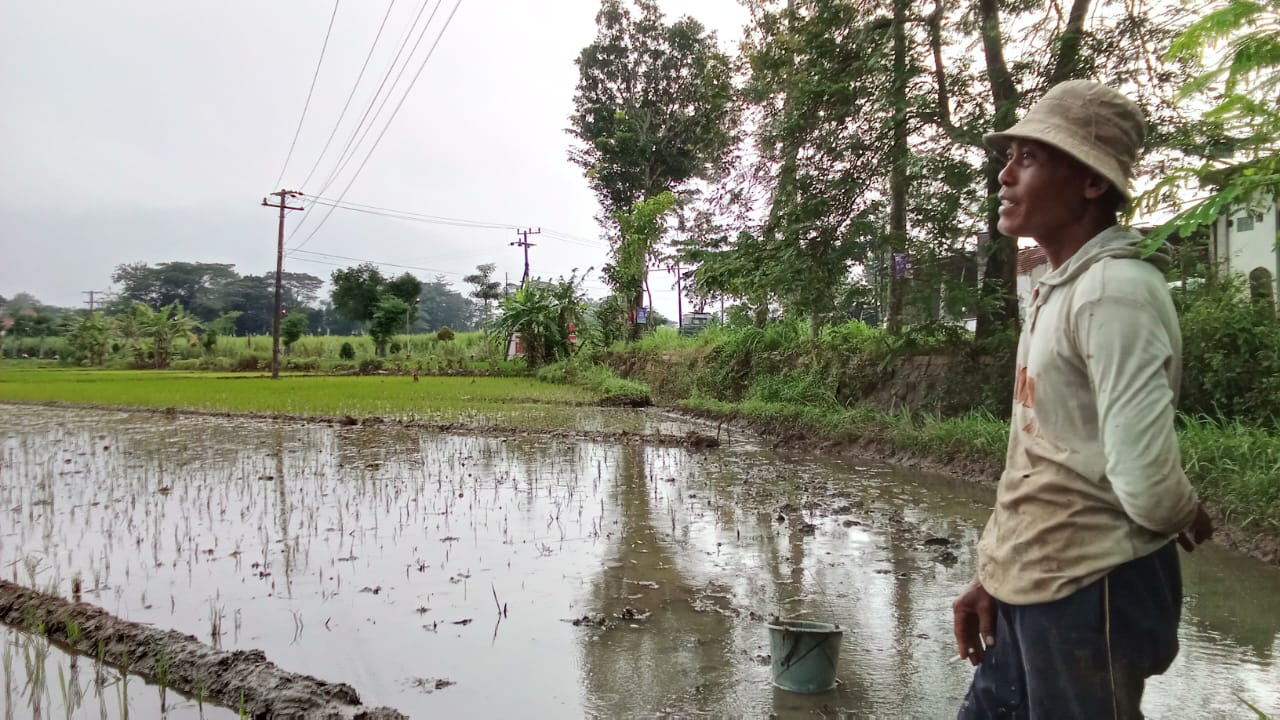 Petani Pogalan Merugi, Padi Baru Tanam Rusak Diterjang Banjir