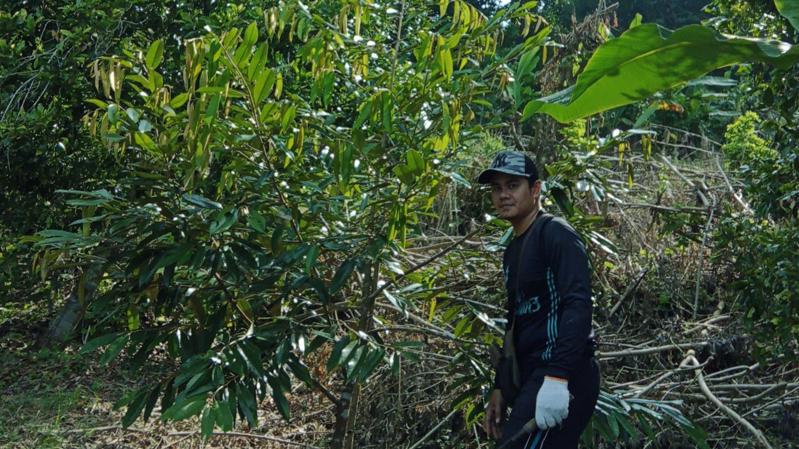 Pekebun Watulimo Ramai Tanam Durian Premium, Harapkan Harga Tetap Tinggi