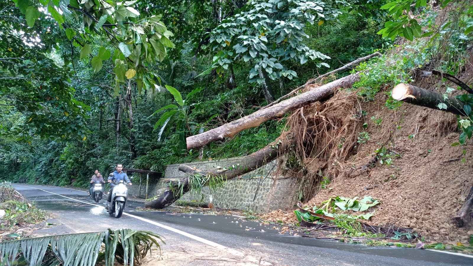 Pohon Tumbang Tutup Akses Jalan Menuju Pantai Prigi, Lalu Lintas Sempat Lumpuh Total