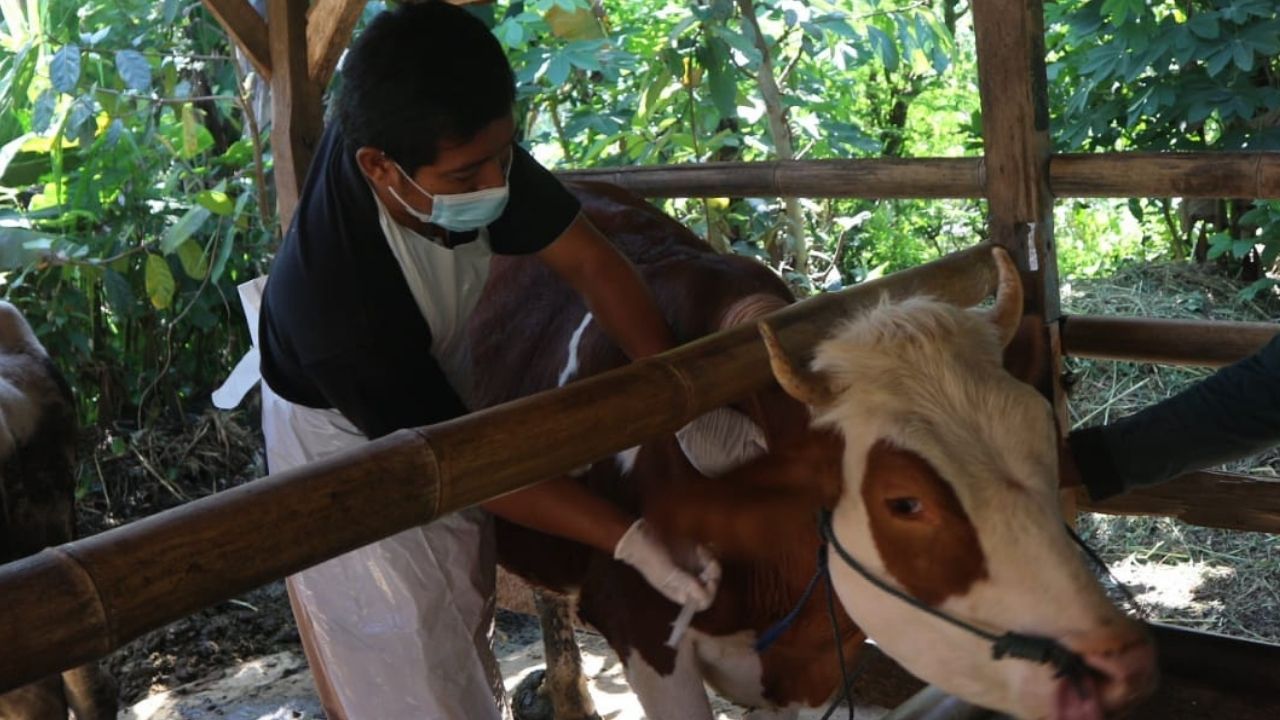 Wabah PMK Serang 6.072 Ternak di Jatim, Pakar: Solusinya Vaksinasi Massal dan Biosekuriti