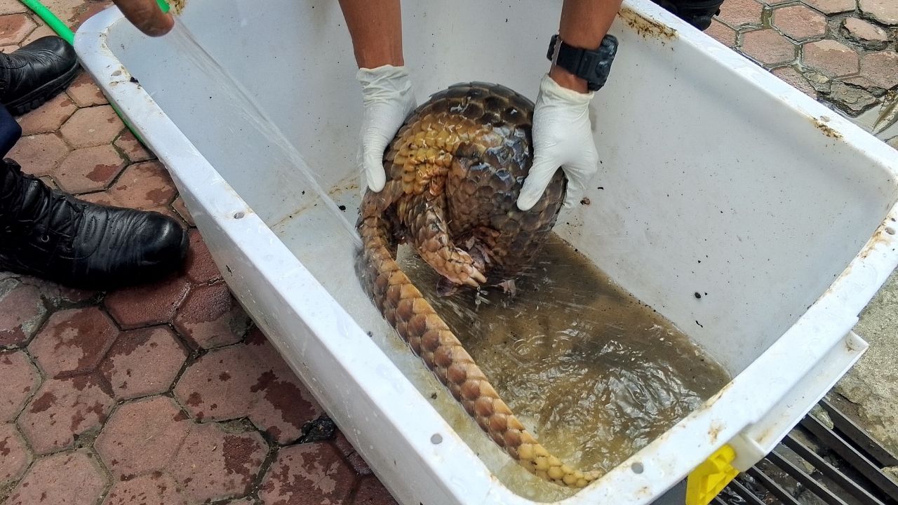 Dua Satwa Langka Trenggalek, Kukang dan Trenggiling Nyasar di Rumah Warga