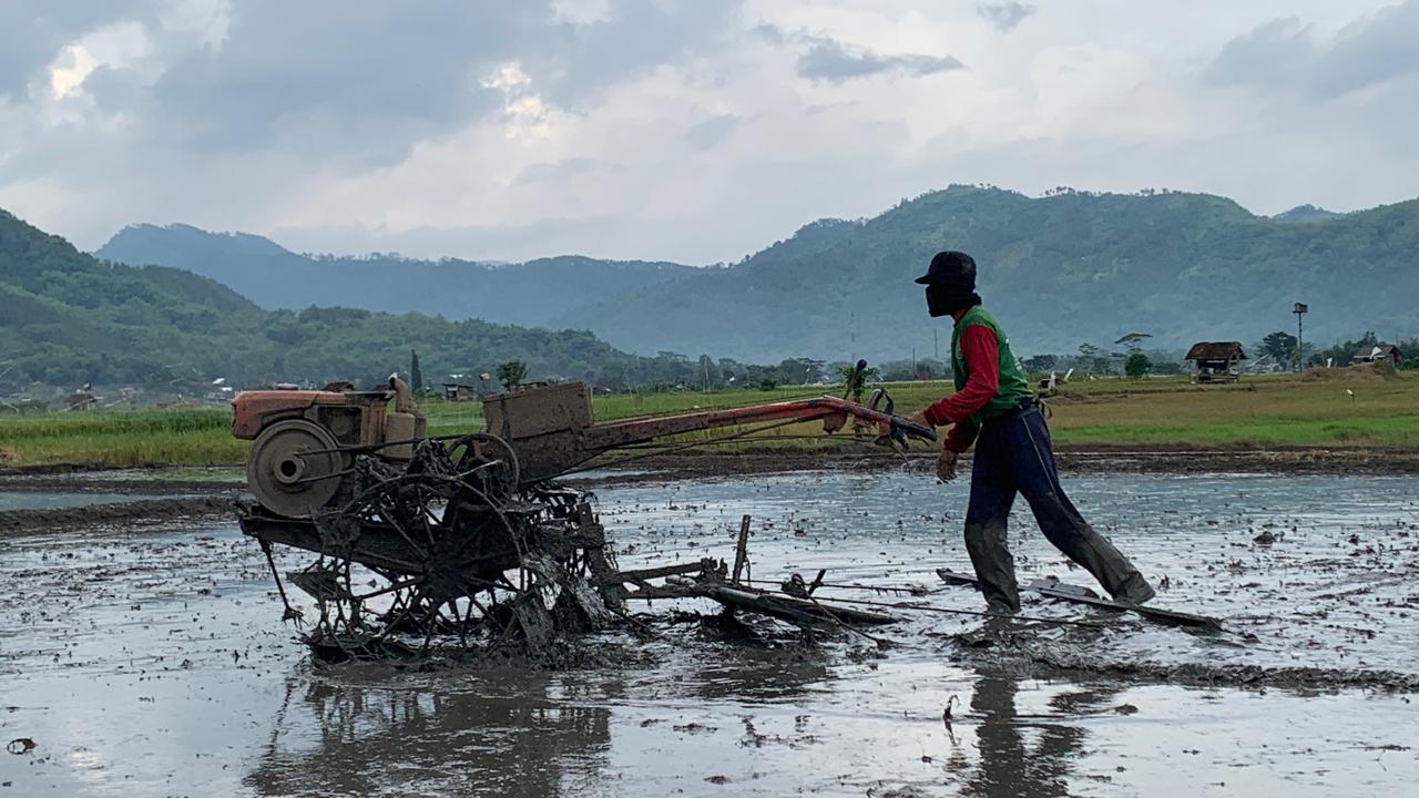 Banjir di Trenggalek Rusak 168 Hektare Sawah, Persemaian Padi Hilang Tanpa Sisa