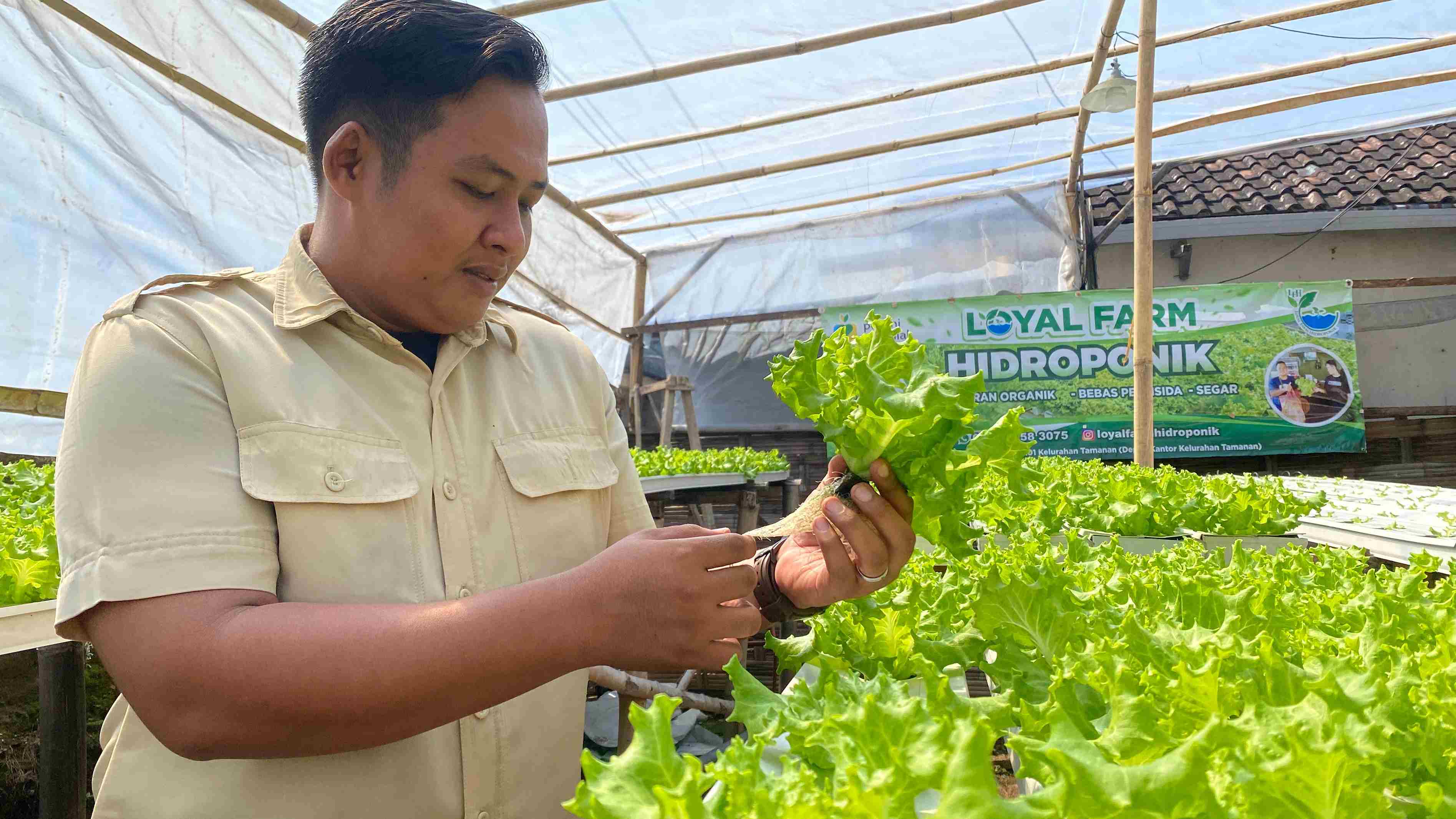 Petani Muda Trenggalek Sulap Lahan Sempit Jadi Ladang Selada Hidroponik Berkualitas