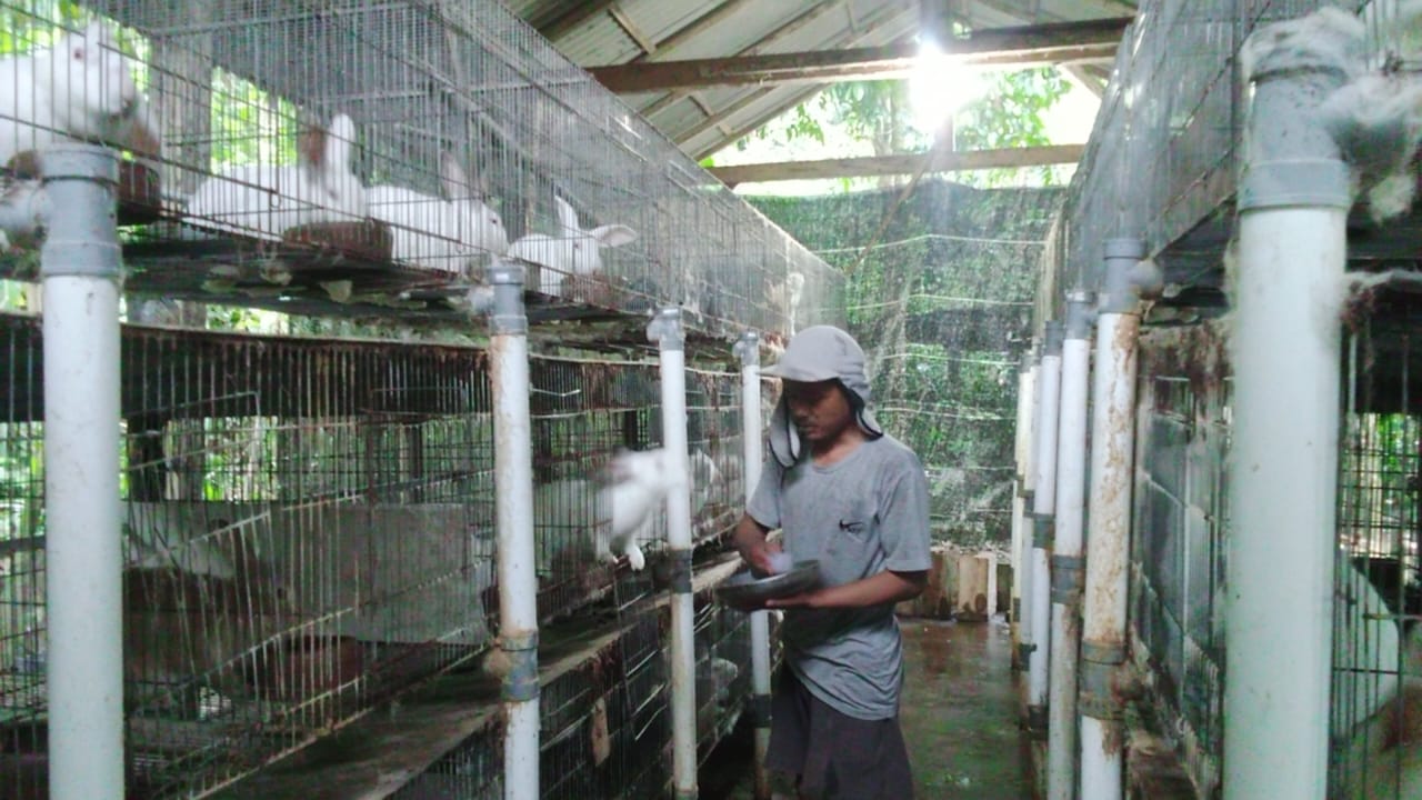 Peternakan Kelinci Pedaging di Trenggalek: Bertumbuh Meski Minim Persaingan