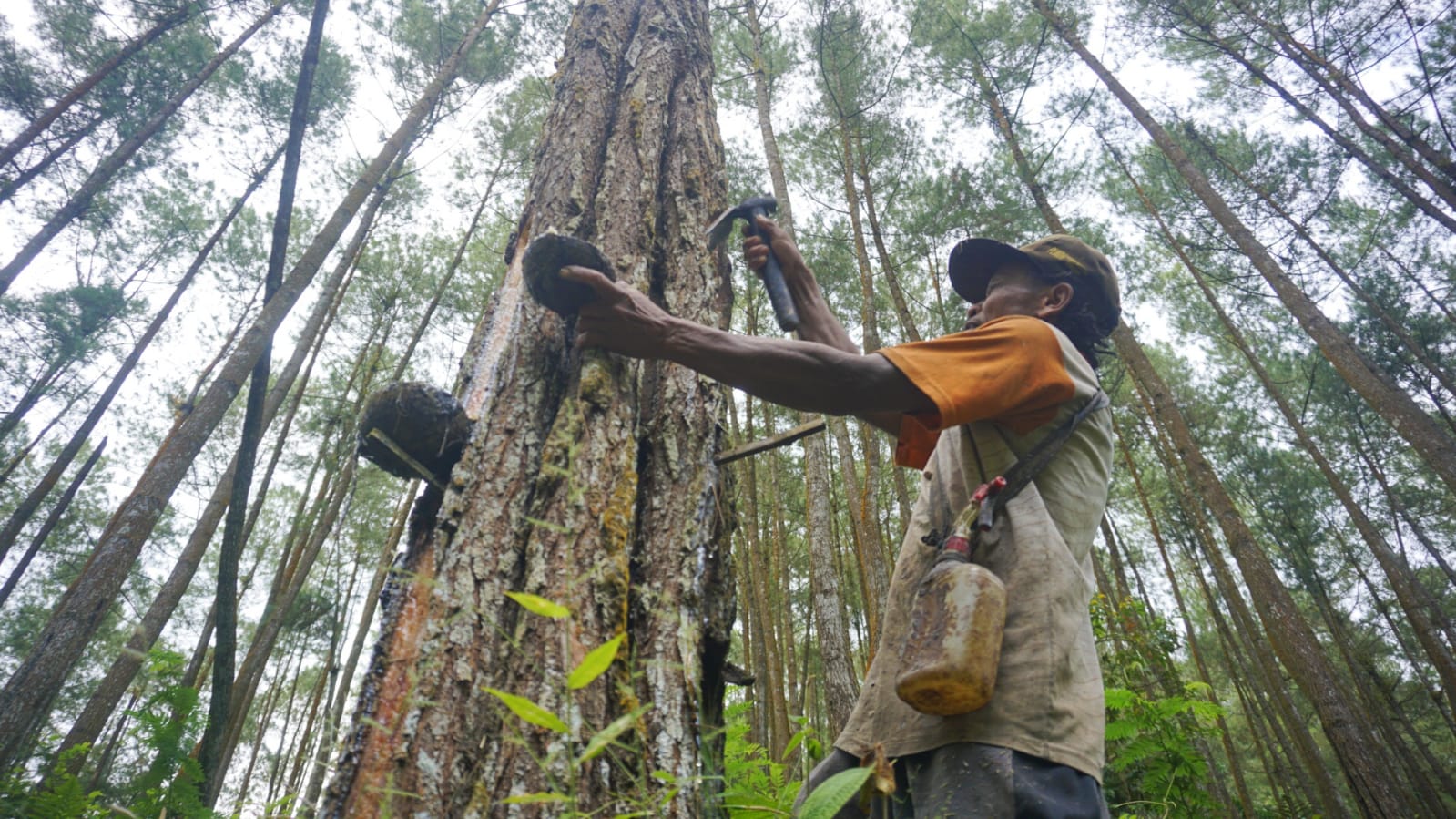 Trenggalek Miliki Hutan 62 Ribu Hektare, Mayoritas Berisi Tanaman Pinus