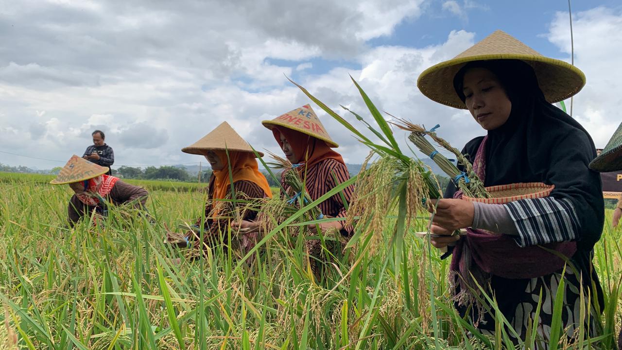 Trenggalek Kejar Produksi 160 Ribu Ton Padi, Upaya Ketahanan Pangan