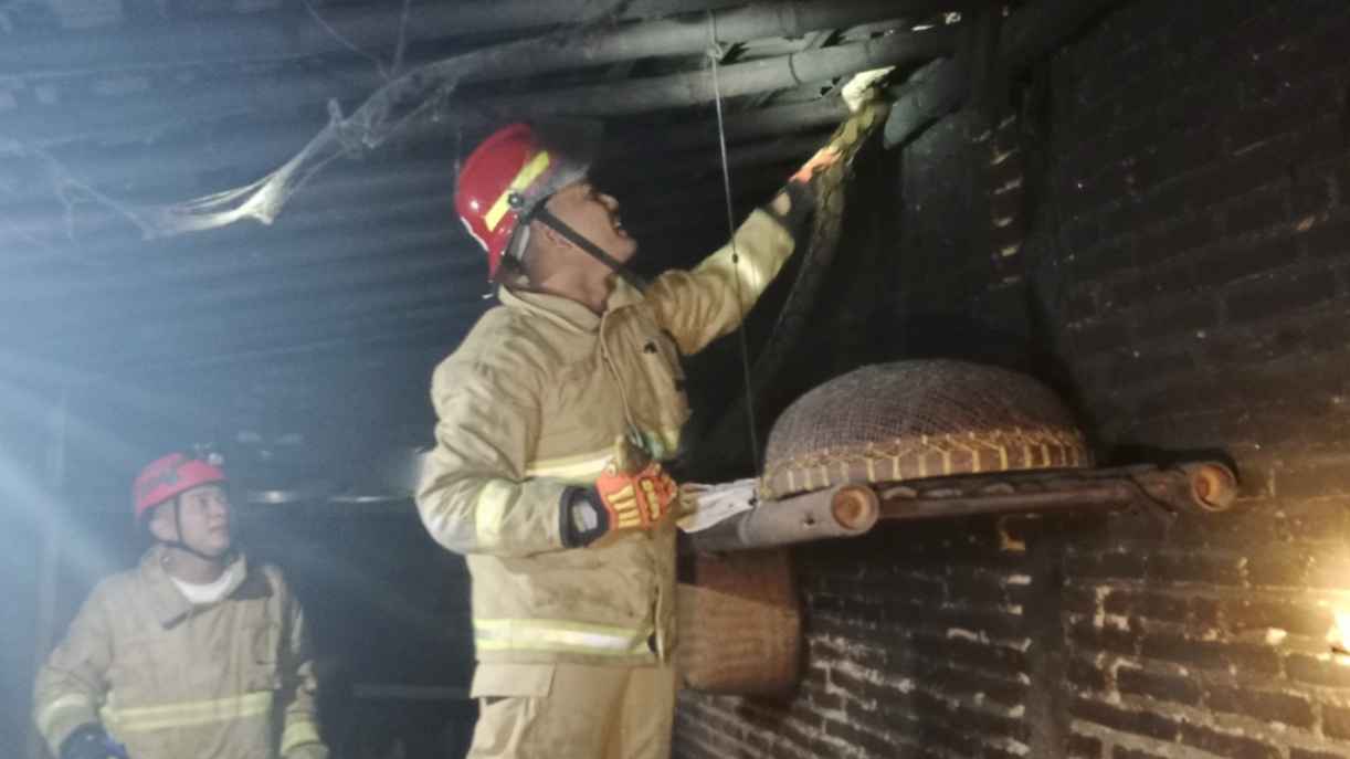 Ular Piton Sembunyi di Dapur Warga Ngadirenggo, Damkar Trenggalek Turun Tangan