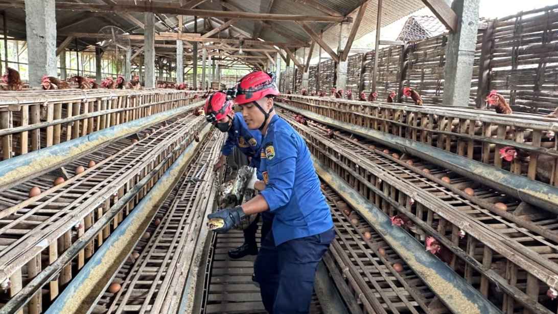 Ular Piton 4 Meter Trutusan Turut Kandang Ayam Petelur Warga Karangan