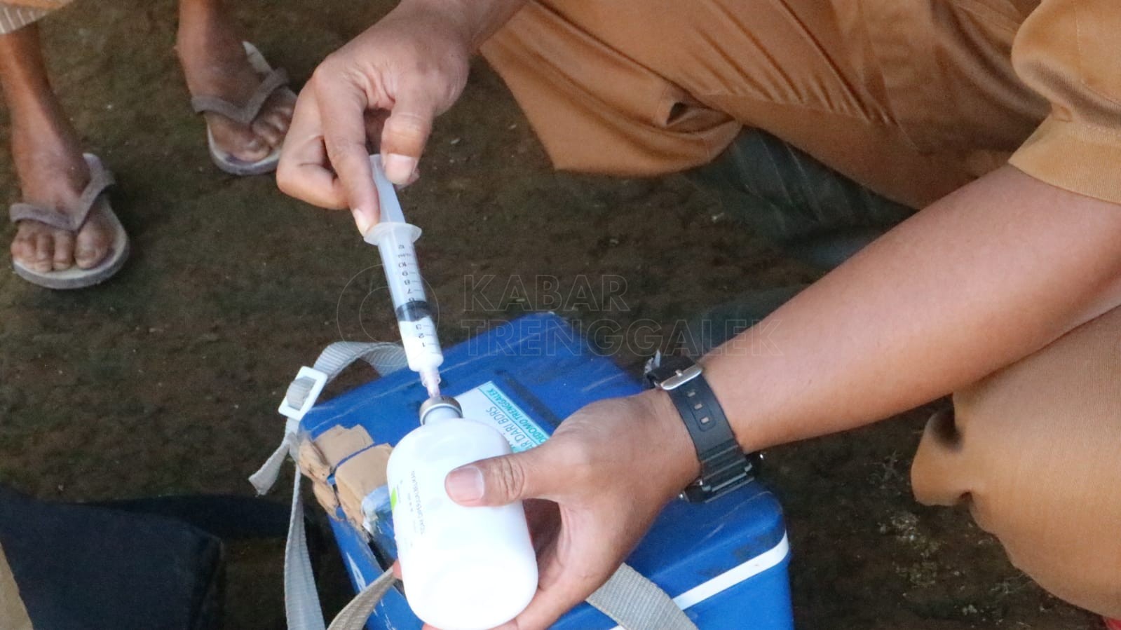 Stok Vaksin Ternak Melimpah, Tapi Ada Wilayah di Trenggalek yang Menolak