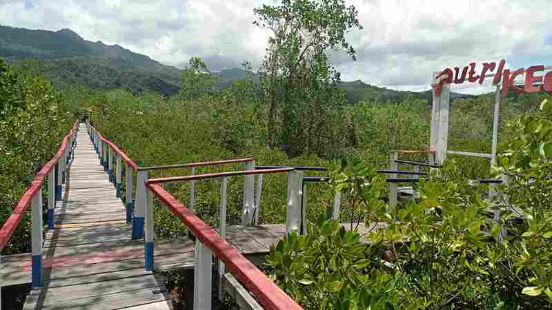 Wisata Edukasi Hutan Mangrove Trenggalek, Jadi Rekomendasi Liburan Keluarga