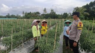 Bhabinkamtibmas Cluring Dukung Ketahanan Pangan Lewat Pendampingan Budidaya Cabai