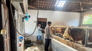 Polresta Banyuwangi Dorong Ketahanan Pangan Lewat Peternakan Sapi Warga Desa