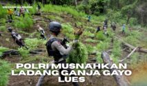 Polri Musnahkan Ladang Ganja Gayo Lues Seluas 51,75 Hektare