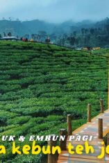 Pesona Wisata Kebun Teh Gunung Gambir Jember: Surga Alam dengan Embun Pagi