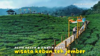 Pesona Wisata Kebun Teh Gunung Gambir Jember: Surga Alam dengan Embun Pagi