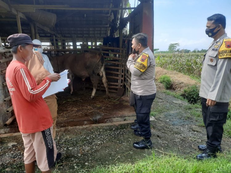 Personel Polsek Bojongsari terus melakukan pemantauan kesehatan hewan ternak