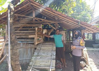Personil Polsek jajaran Polres Majalengka bersama pemerintah Kecamatan dan dinas terkait, melakukan pemantauan dan monitoring ke lokasi peternakan sapi dan kambing