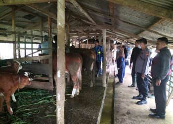 Bhabinkamtibmas Polres Tegal melakukan monitoring munculnya wabah penyakit kuku dan mulut (PMK) pada sapi