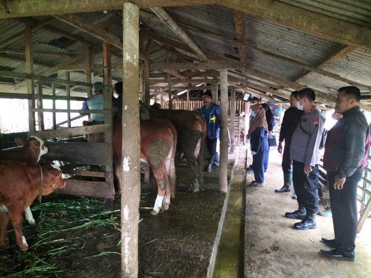 Bhabinkamtibmas Polres Tegal melakukan monitoring munculnya wabah penyakit kuku dan mulut (PMK) pada sapi