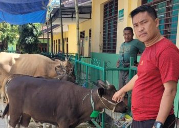 Kepolisian Resort (POLRES BELU) menyalurkan 4 (empat) ekor sapi kurban ke Masjid dan Panti Asuhan yang di kota Atambua Kabupaten Belu - NTT