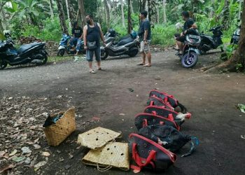 Polisi grebek lokasi judi sabung ayam di Kelurahan Apela Satu