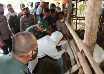 Kapolres Pematangsiantar AKBP Fernando SH S.I.K menyaksikan pelaksanaan penyuntikan perdana vaksinasi PMK terhadap hewan ternak, di Kelurahan Tanjung Tongah, Kecamatan Siantar Martoba, Kota Pematangsiantar