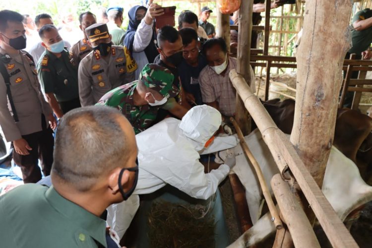 Kapolres Pematangsiantar AKBP Fernando SH S.I.K menyaksikan pelaksanaan penyuntikan perdana vaksinasi PMK terhadap hewan ternak, di Kelurahan Tanjung Tongah, Kecamatan Siantar Martoba, Kota Pematangsiantar