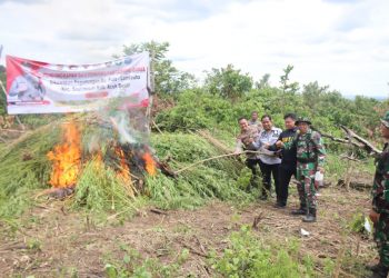 Ditresnarkoba Polda Aceh yang dibantu Personel gabungan Polda Aceh, Bea Cukai, BNNP, Kodim 0101/BS, Kompi B Yon 117 dan jajaran Polres Aceh Besar kembali ungkap dan memusnahkan ladang ganja seluas lebih kurang 5,3 hektar