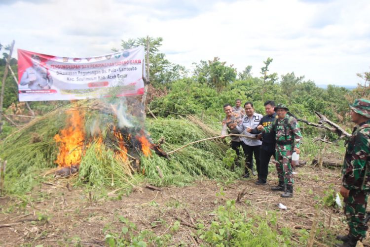 Ditresnarkoba Polda Aceh yang dibantu Personel gabungan Polda Aceh, Bea Cukai, BNNP, Kodim 0101/BS, Kompi B Yon 117 dan jajaran Polres Aceh Besar kembali ungkap dan memusnahkan ladang ganja seluas lebih kurang 5,3 hektar