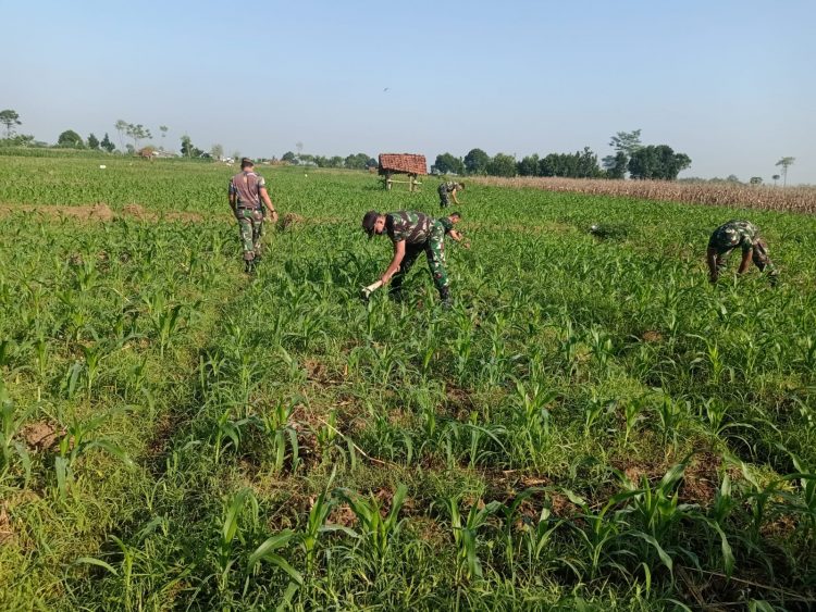 Kodim 0712/Tegal membuka lahan pertanian seluas 1 hektar untuk ditanami komoditas jagung yang merupakan lahan milik TNI AD