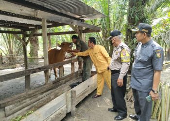 Polres Kuansing melakukan pendampingan Vaksinasi terhadap Hewan Ternak dalam Antisipasi Penyakit Mulut dan Kuku (PMK)
