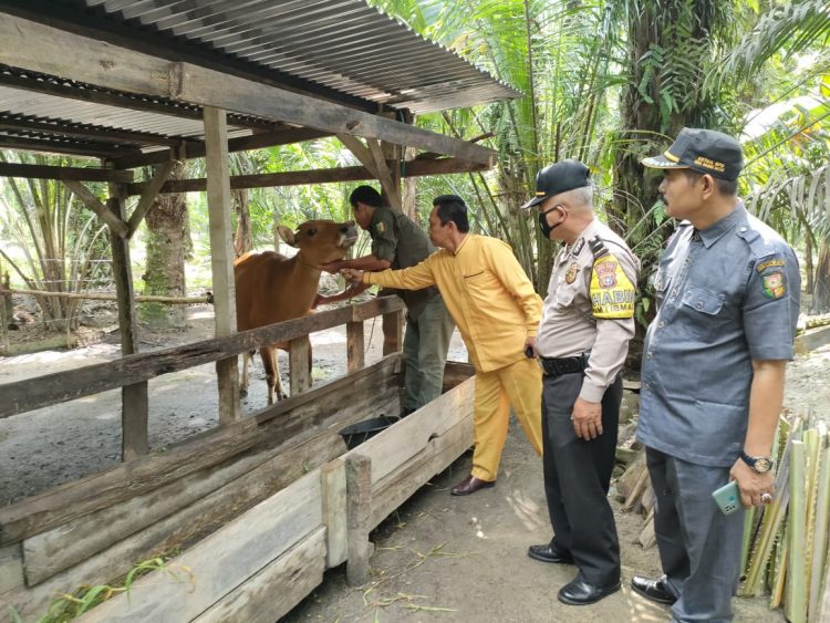 Polres Kuansing melakukan pendampingan Vaksinasi terhadap Hewan Ternak dalam Antisipasi Penyakit Mulut dan Kuku (PMK)