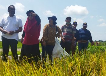 Dinas pertanian kabupaten Simalungun mengadakan Sekolah Lapangan (SL) petani dengan program IPDMIP (Integrated Participatory Development And Management Of Irrigacion Project
