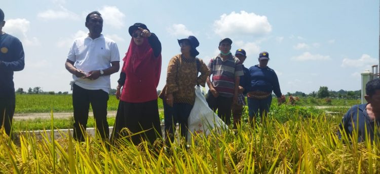 Dinas pertanian kabupaten Simalungun mengadakan Sekolah Lapangan (SL) petani dengan program IPDMIP (Integrated Participatory Development And Management Of Irrigacion Project