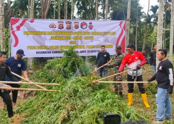 Tim gabungan dari Polda Banten, Polres Lhokseumawe dan Polres Serang memusnahkan sebanyak 30 ribu batang ganja di atas lahan seluas 3 hektar di Dusun Cot Rawatu, Gampong Jurong, Kecamatan Sawang