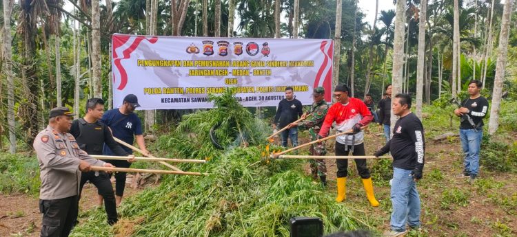 Tim gabungan dari Polda Banten, Polres Lhokseumawe dan Polres Serang memusnahkan sebanyak 30 ribu batang ganja di atas lahan seluas 3 hektar di Dusun Cot Rawatu, Gampong Jurong, Kecamatan Sawang