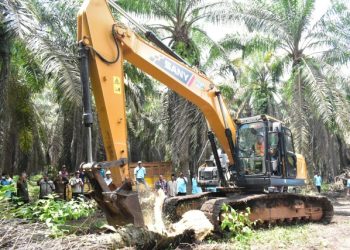 Seluas 21 ribu hektar kelapa sawit rakyat di Kabupaten Ogan Komering Ilir (OKI) telah direplanting atau tanam ulang