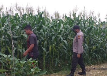 Personel Polsek Muara Batu melakukan pengecekan pada lahan jagung milik masyarakat di Gampong Mane Tunong