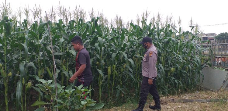 Personel Polsek Muara Batu melakukan pengecekan pada lahan jagung milik masyarakat di Gampong Mane Tunong