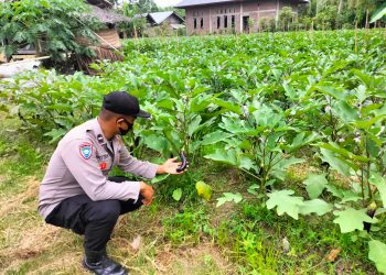 Personel Polsek Muara Batu melakukan monitoring ke lahan milik warga yang ditanami terong di Gampong Tumpok Berandang