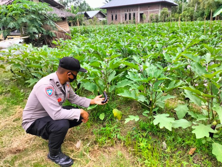 Personel Polsek Muara Batu melakukan monitoring ke lahan milik warga yang ditanami terong di Gampong Tumpok Berandang