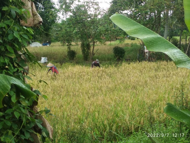 Desa sungai pinang Ogan Ilir (OI) memulai panen sawah mereka di tahun ini.