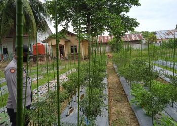 Personel Polsek Muara Batu meninjau lahan penanaman cabe milik warga di Gampong Pante Gurah