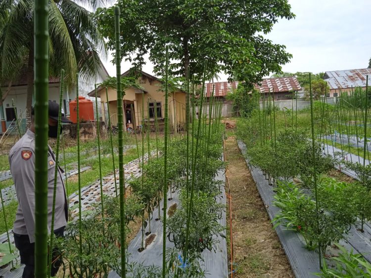 Personel Polsek Muara Batu meninjau lahan penanaman cabe milik warga di Gampong Pante Gurah
