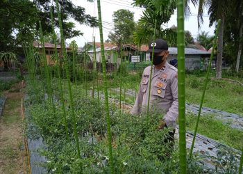 Personel Polsek Muara Batu melakukan pengecekan lahan cabe milik warga di Gampong Pante Gurah