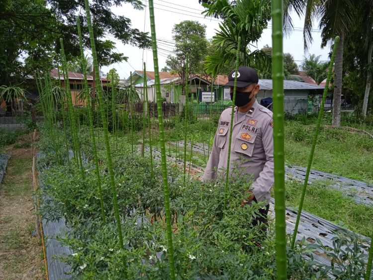 Personel Polsek Muara Batu melakukan pengecekan lahan cabe milik warga di Gampong Pante Gurah