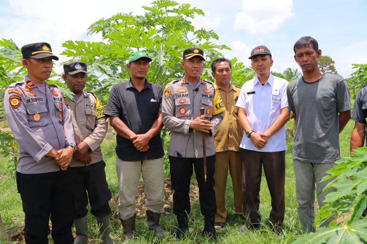 Kapolres Aceh Tamiang AKBP Imam Asfali, S.I.K, meninjau langsung lahan ketahanan pangan milik kelompok Tani Bina Usaha yang di bina oleh Bhabinkamtibmas Polsek Karang Baru Bripka M. Heri