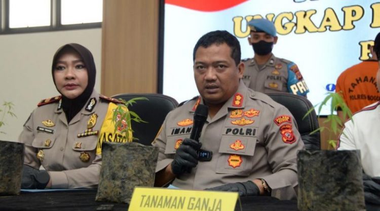 Pengungkapan terhadap para pelaku penyalahgunaan narkotika jenis ganja kembali di ungkapkan Jajaran Sat Narkoba Polres Bogor